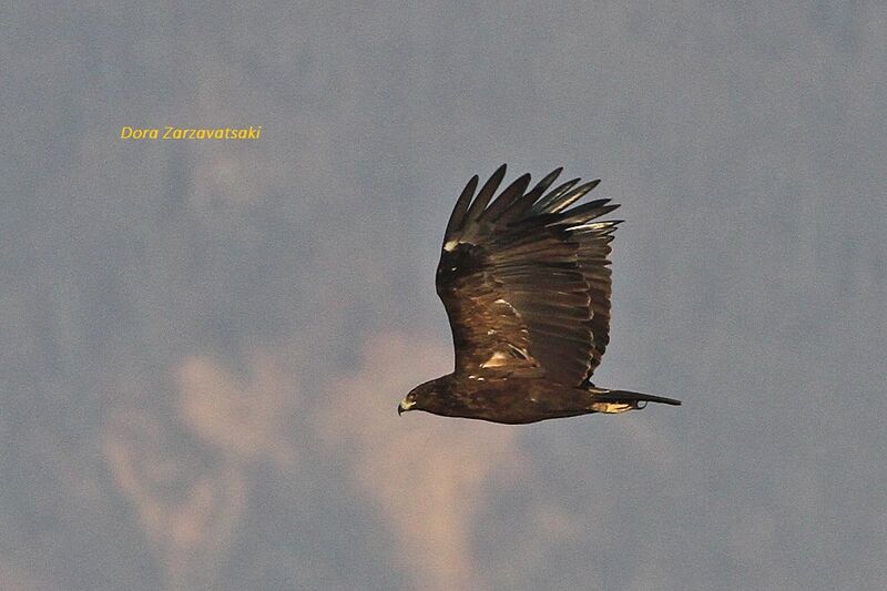 Greater Spotted Eagle, Flight