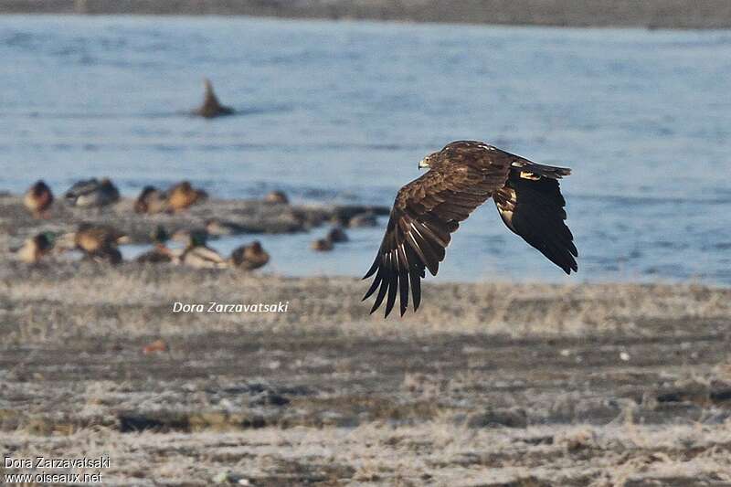 Greater Spotted Eagleimmature, habitat, Flight, fishing/hunting