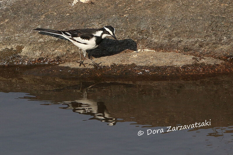 African Pied Wagtailadult, walking