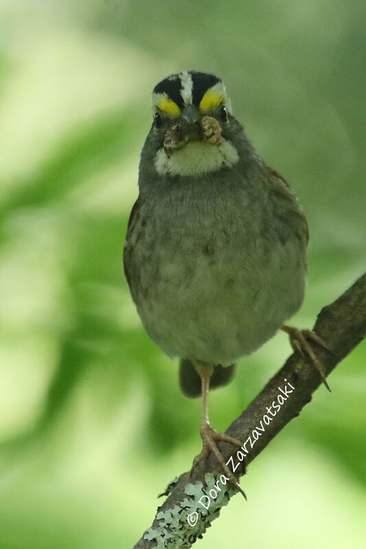 White-throated Sparrowadult, feeding habits