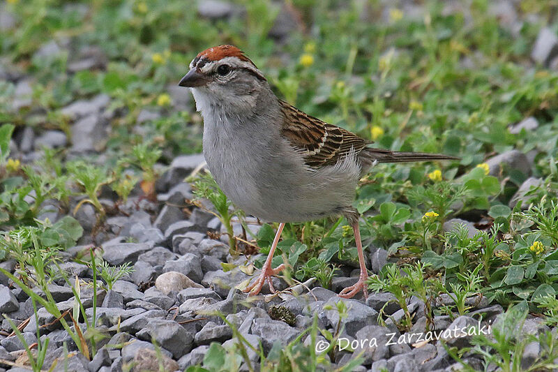 Chipping Sparrowadult