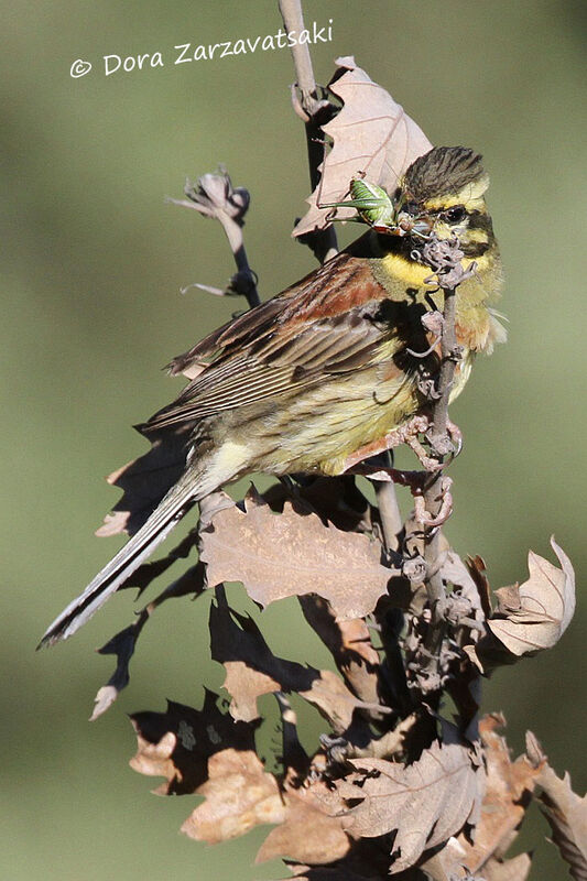 Cirl Bunting male adult, eats