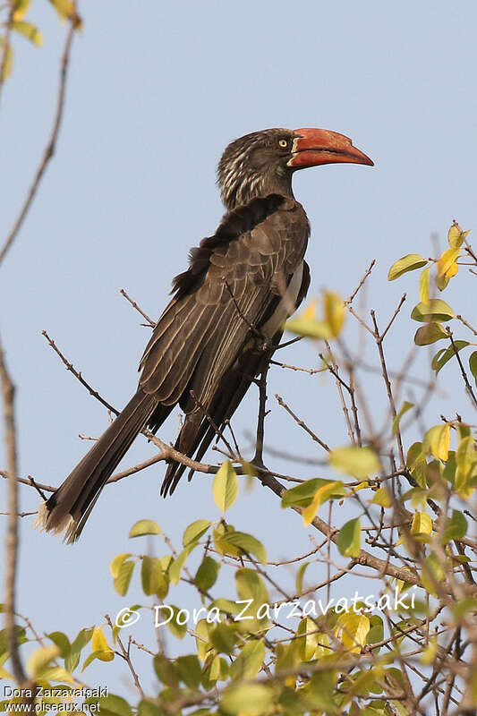 Crowned Hornbill male adult, identification