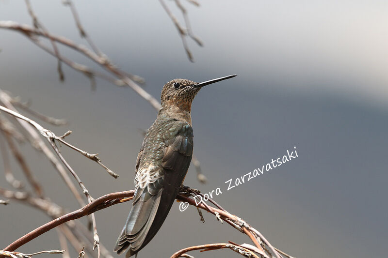 Giant Hummingbird female adult, identification