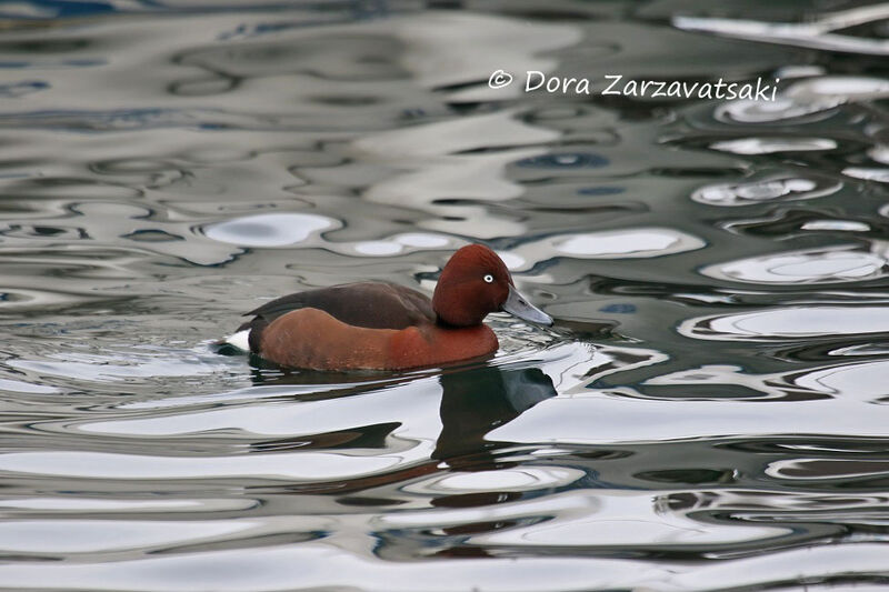 Ferruginous Duck male adult breeding, swimming