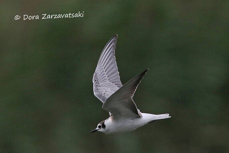 White-winged Ternjuvenile, Flight