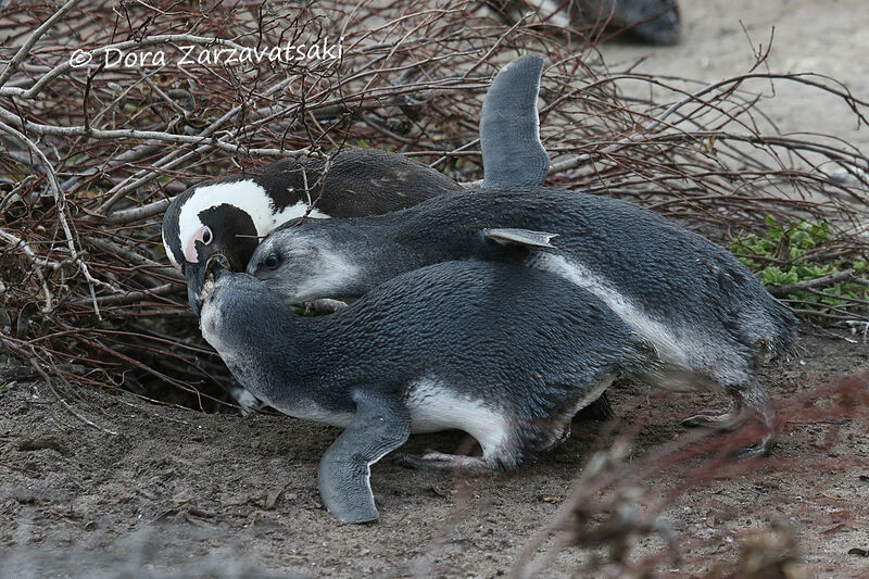 African Penguin, eats, Reproduction-nesting