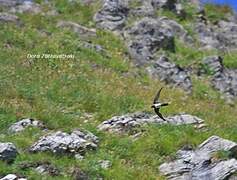 Alpine Swift