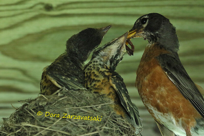 American Robin, feeding habits, eats, Reproduction-nesting