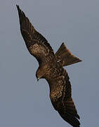 Black Kite (lineatus)