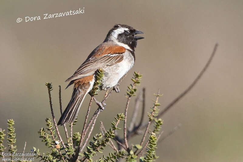 Cape Sparrow male adult breeding, song