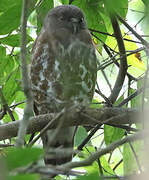 Brown Hawk-Owl