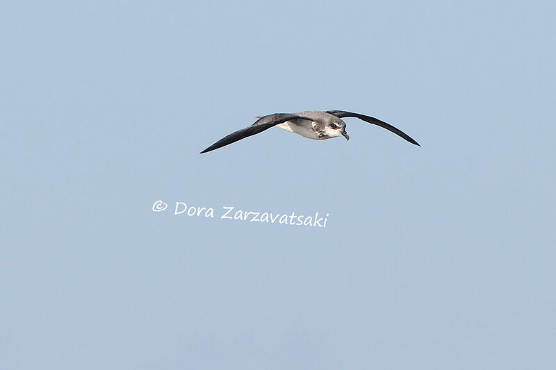 Soft-plumaged Petreladult, Flight