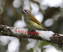 Yellow-vented Woodpecker
