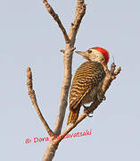 Cardinal Woodpecker