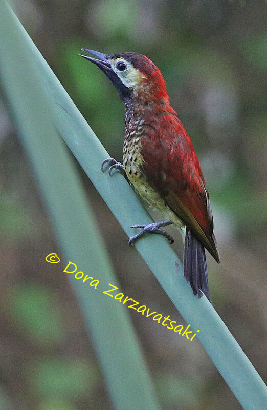 Crimson-mantled Woodpecker male adult, identification