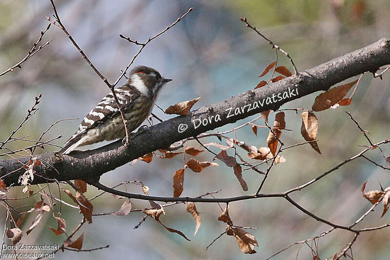 Japanese Pygmy Woodpecker male adult