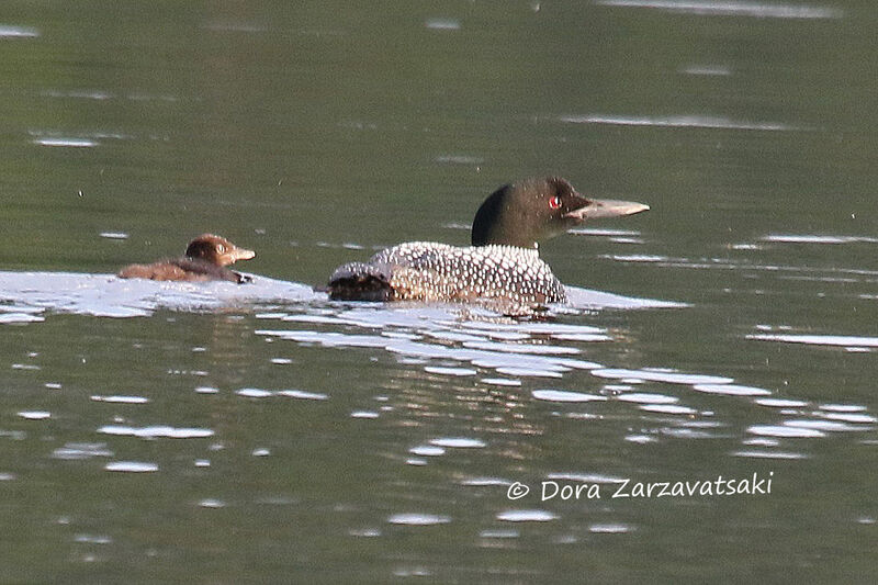 Common Loon, swimming, Reproduction-nesting