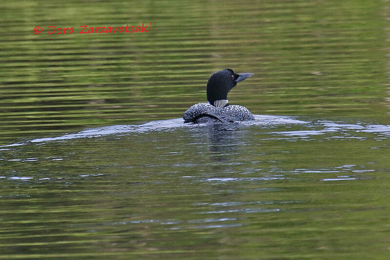 Common Loonadult, swimming