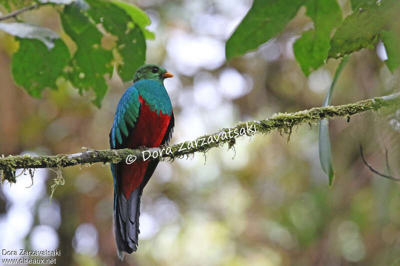 Quetzal doré mâle adulte, identification