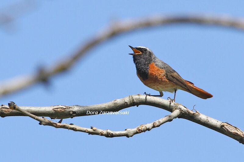 Common Redstart male adult, song