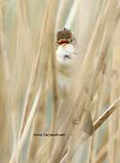 Eurasian Reed Warbler