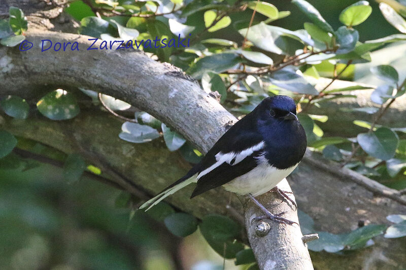 Oriental Magpie-Robinadult, identification