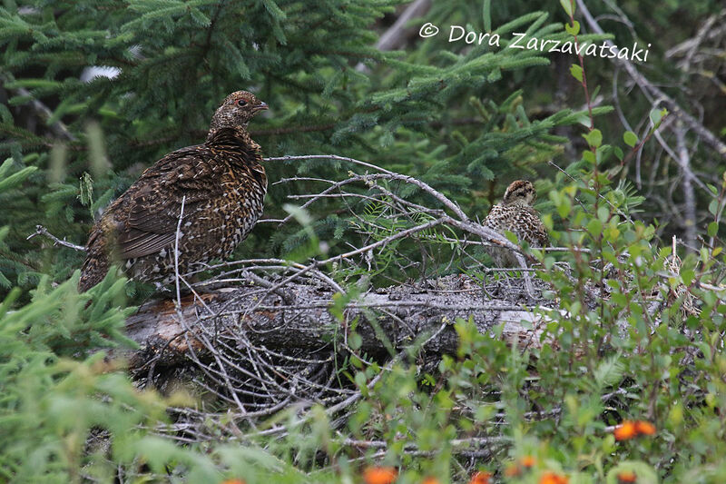 Spruce Grouse, Reproduction-nesting