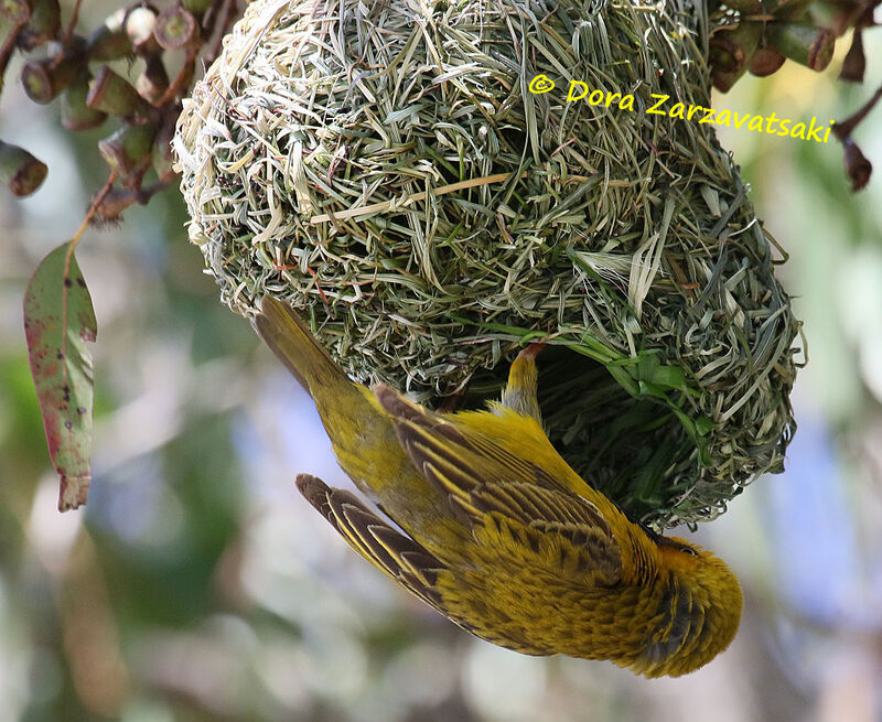 Cape Weaver male adult, Reproduction-nesting