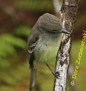 Galapagos Flycatcher